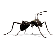 Die Ameisenarmee